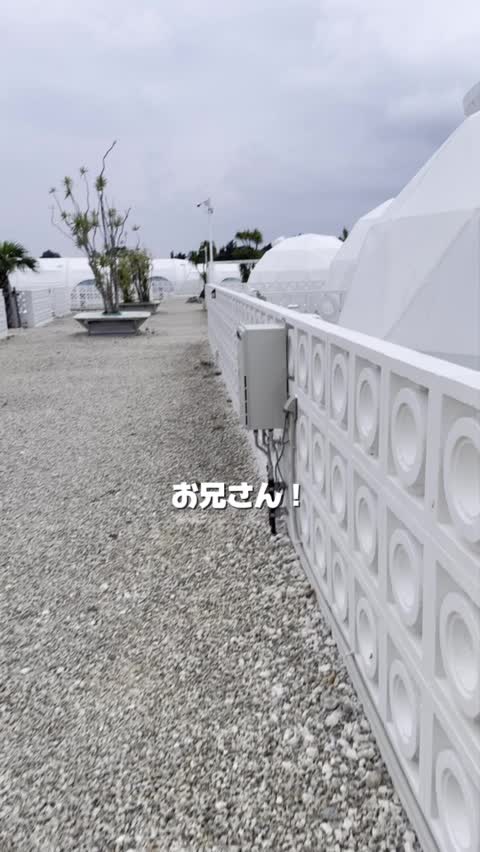 返信動画サムネイル