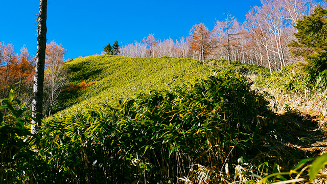 gifu